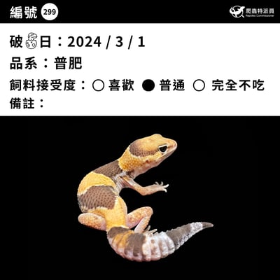 肥尾守宮．普肥（編號 299 ）3