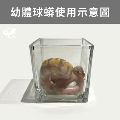 蛇蛇飲水／泡澡玻璃杯2