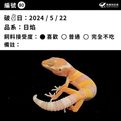 豹紋守宮． 日焰（編號 80）3