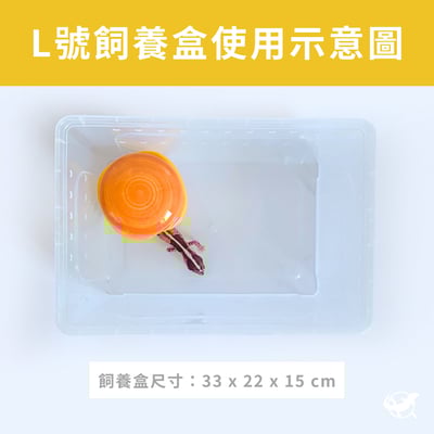 守宮漢堡陶瓷躲避屋5