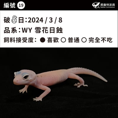 豹紋守宮．WY 雪花日蝕（編號 19）3