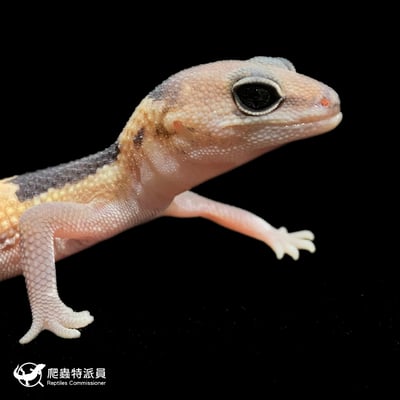 肥尾守宮．祖魯 h Oreo 幽靈（編號 374）6