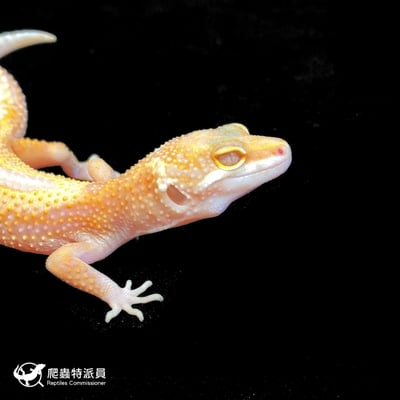 豹紋守宮．川普白化（編號 173）4