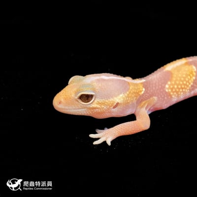 肥尾守宮．直線橘白（編號 192）5