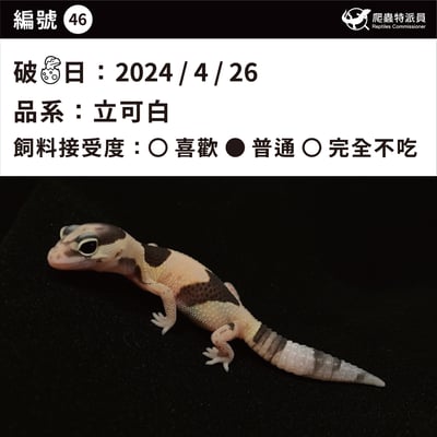 肥尾守宮．立可白（編號 46）3