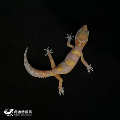 豹紋守宮．川普白化（編號 90）2