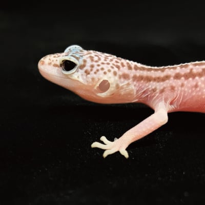 豹紋守宮．超雪（編號 50）4