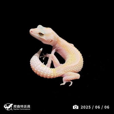 豹紋守宮．WY 彩虹雪花 (tug snow)（編號 390）1