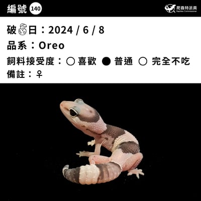 肥尾守宮．Oreo（編號 140）3