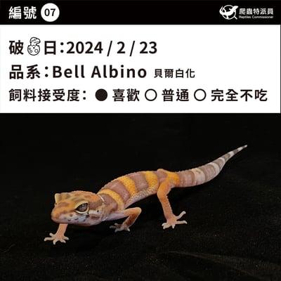 豹紋守宮．貝爾白化（編號 7）3