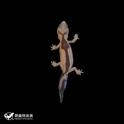 肥尾守宮．祖魯 poss 焦糖（編號 145）2