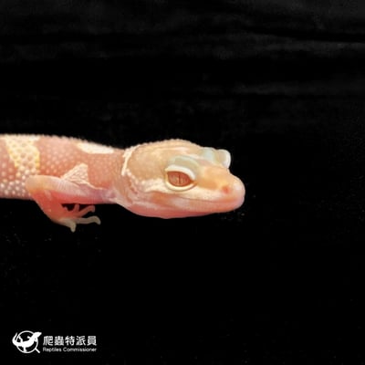 豹紋守宮．川普雪花（編號 165）4