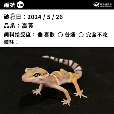 豹紋守宮．高黃（編號 118）3