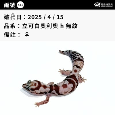 肥尾守宮．立可白奧利奧 h 無紋（編號 441）3
