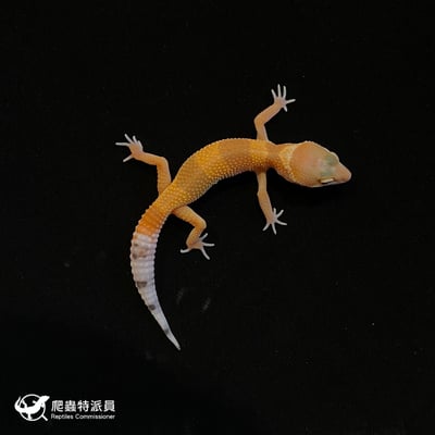 豹紋守宮．橘化（編號 162）2