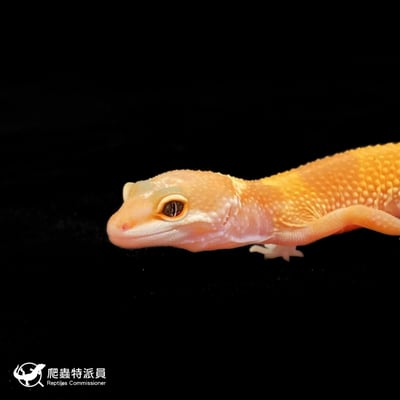 豹紋守宮．橘化（編號 162）5