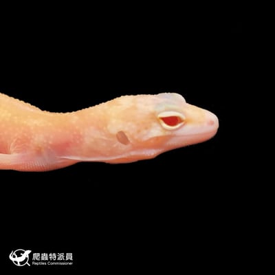 豹紋守宮．川白日蝕（編號 126）4