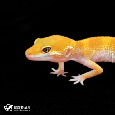 豹紋守宮．橘化（編號 371）5