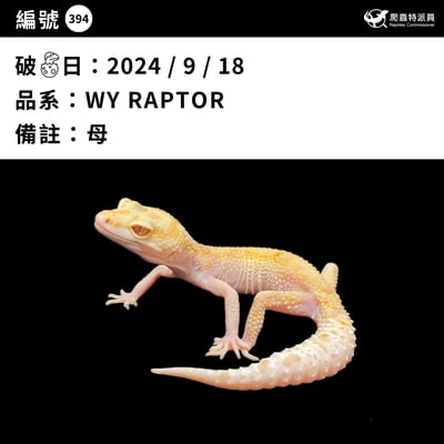 豹紋守宮．WY RAPTOR（編號 394）3