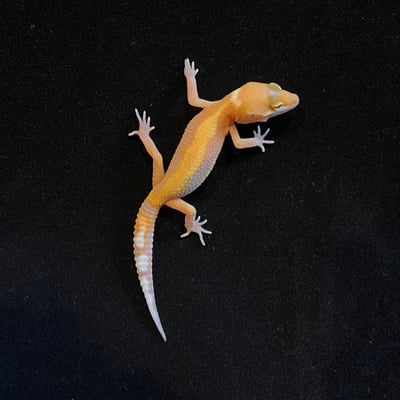 豹紋守宮．川普橘白化（編號 114）2