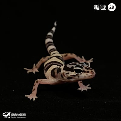 豹紋守宮．雪花（編號 29）1