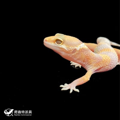 豹紋守宮．川普白化（編號 100）5