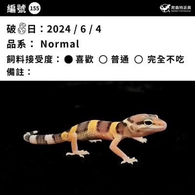 豹紋守宮． 原色（編號 155）3