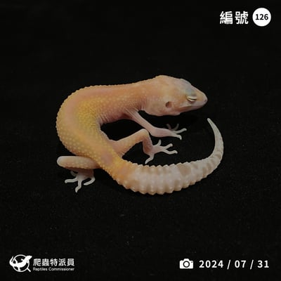 豹紋守宮．川白日蝕（編號 126）1