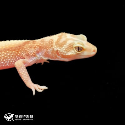 豹紋守宮．直線雨水（編號 396）4