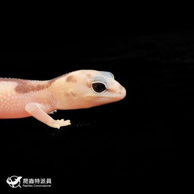 肥尾守宮．祖魯 poss 焦糖（編號 144）4