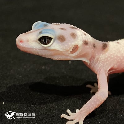 豹紋守宮．WY 雪花叢林（編號 27）5