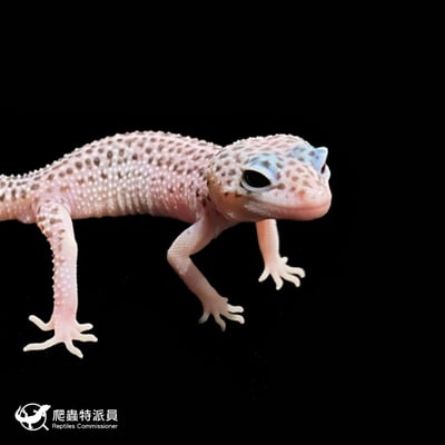 豹紋守宮．超雪（編號 284 ）4