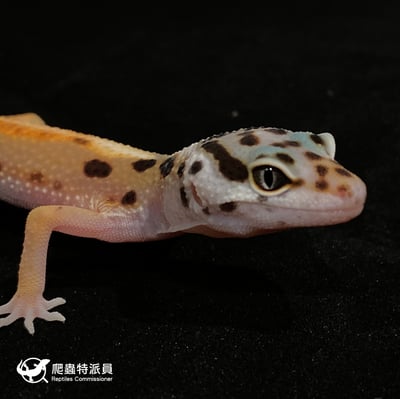 豹紋守宮．叢林（編號 9）4