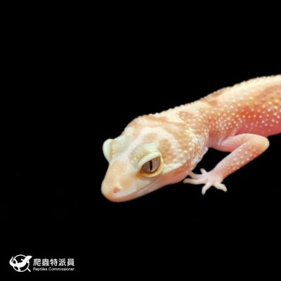 豹紋守宮．直線雨水（編號 396）5