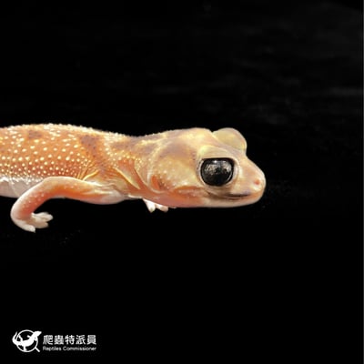 瘤尾守宮．NLP / 雙隱（編號 326）4