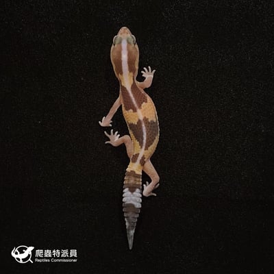 肥尾守宮．直線祖魯 h 橘白焦糖（編號 39）2