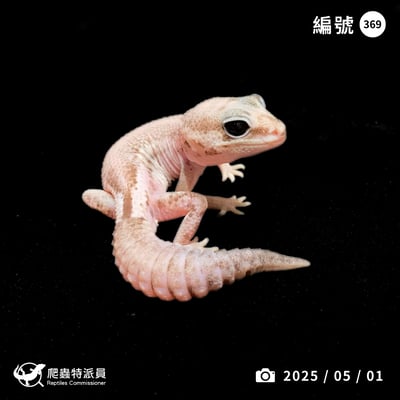 肥尾守宮．Oreo 無紋（編號 369）1