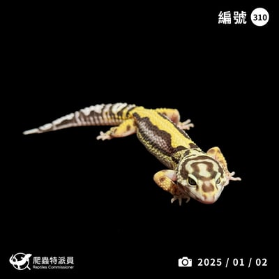 豹紋守宮．土匪（編號 310）1