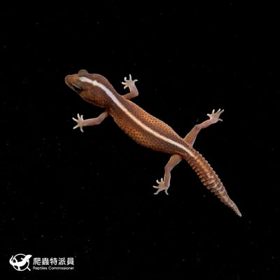 肥尾守宮．無紋 h 橘白（編號 193）2