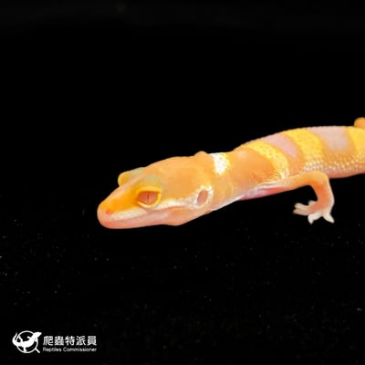 豹紋守宮．日焰（編號 111）6