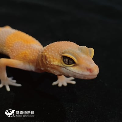 豹紋守宮．日焰（編號 22）5