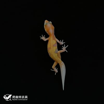 豹紋守宮．川白日蝕（編號 83）2