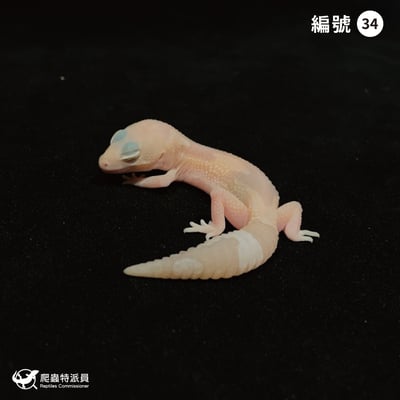 肥尾守宮．橘白祖魯 h 焦糖（編號 34）1