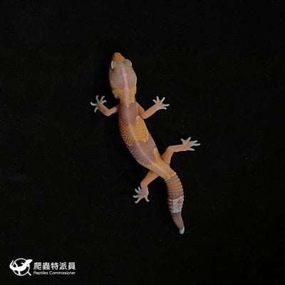 肥尾守宮．直線橘白（編號 192）2