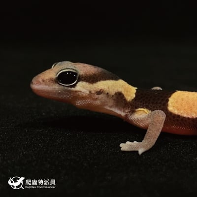 肥尾守宮．普肥（編號 47）5