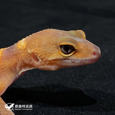 豹紋守宮．日焰（編號 13）4