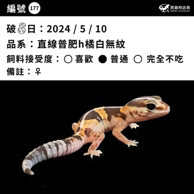 肥尾守宮．直線普肥 h 橘白無紋（編號 177）3