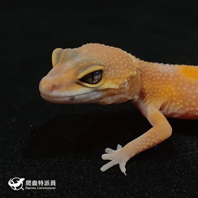 豹紋守宮．日焰（編號 22）6