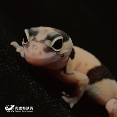 肥尾守宮．立可白（編號 46）5