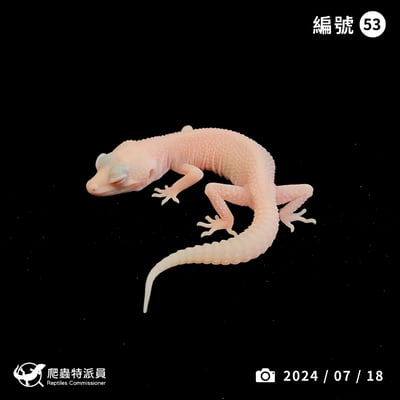 豹紋守宮．雪花暴風雪（編號 53）1